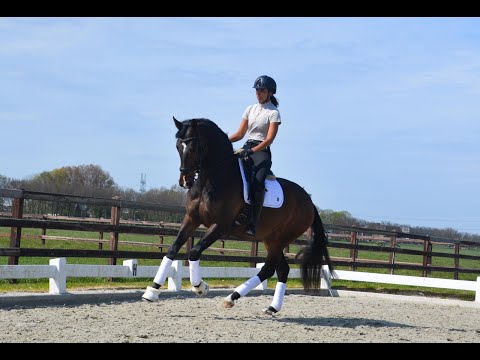 SOLD - Mecidin - 2017 KWPN Mare (Indian Rock x Wellington)