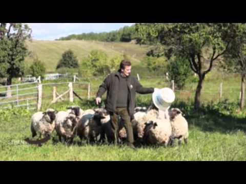 Streuobstwiese auf dem Gut Klepelshagen