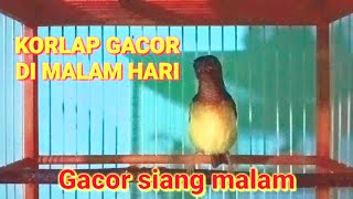 Download lagu korlap gacor di malam hari || kolibri kelapa gacor siang malam mp3