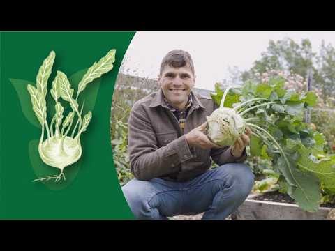 How to Grow Kohlrabi: A Complete Guide for Home Gardeners