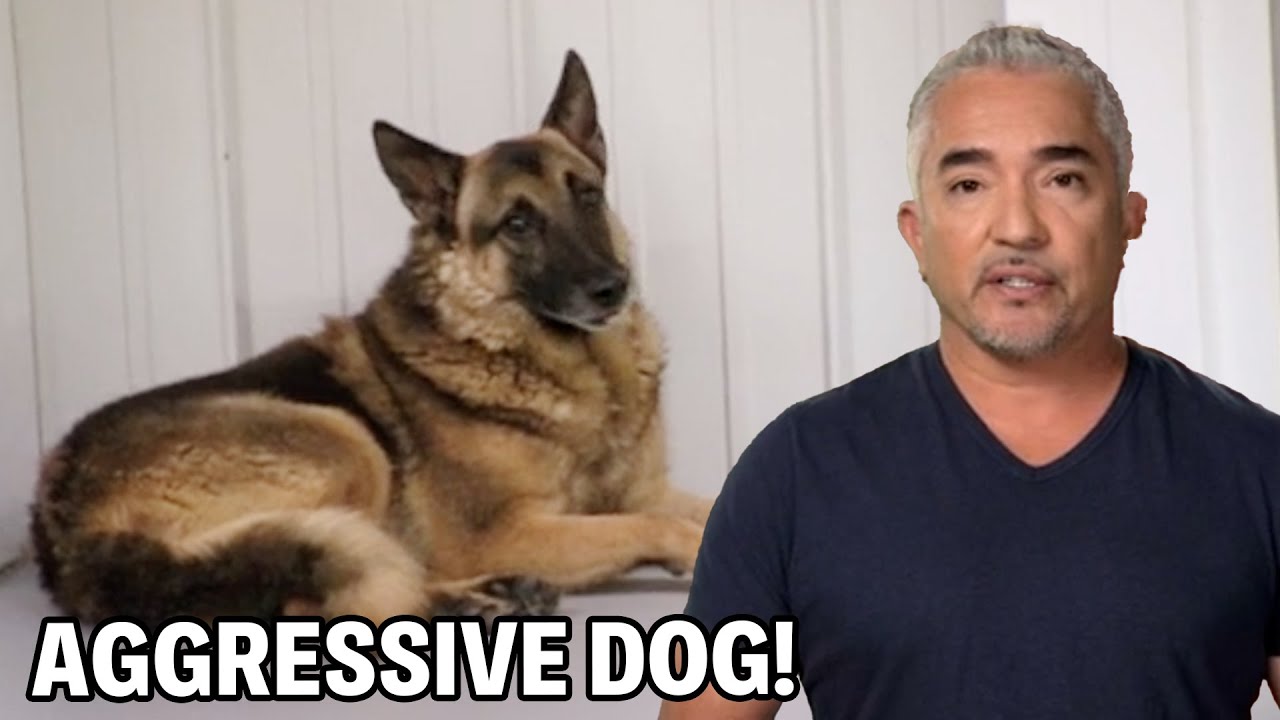 How To Gain A Dog's Trust | Dog Nation Episode 4 - Part 3
