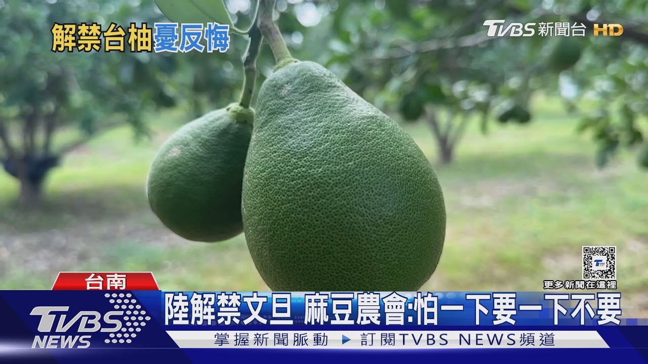 陸解禁文旦 麻豆農會:怕一下要一下不要