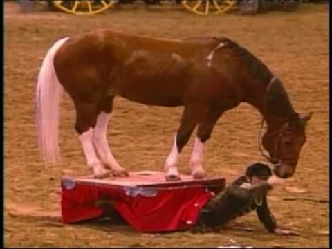 Equestfest 2010 Tommie Turvey and Pokerjoe Equine Comedy performance