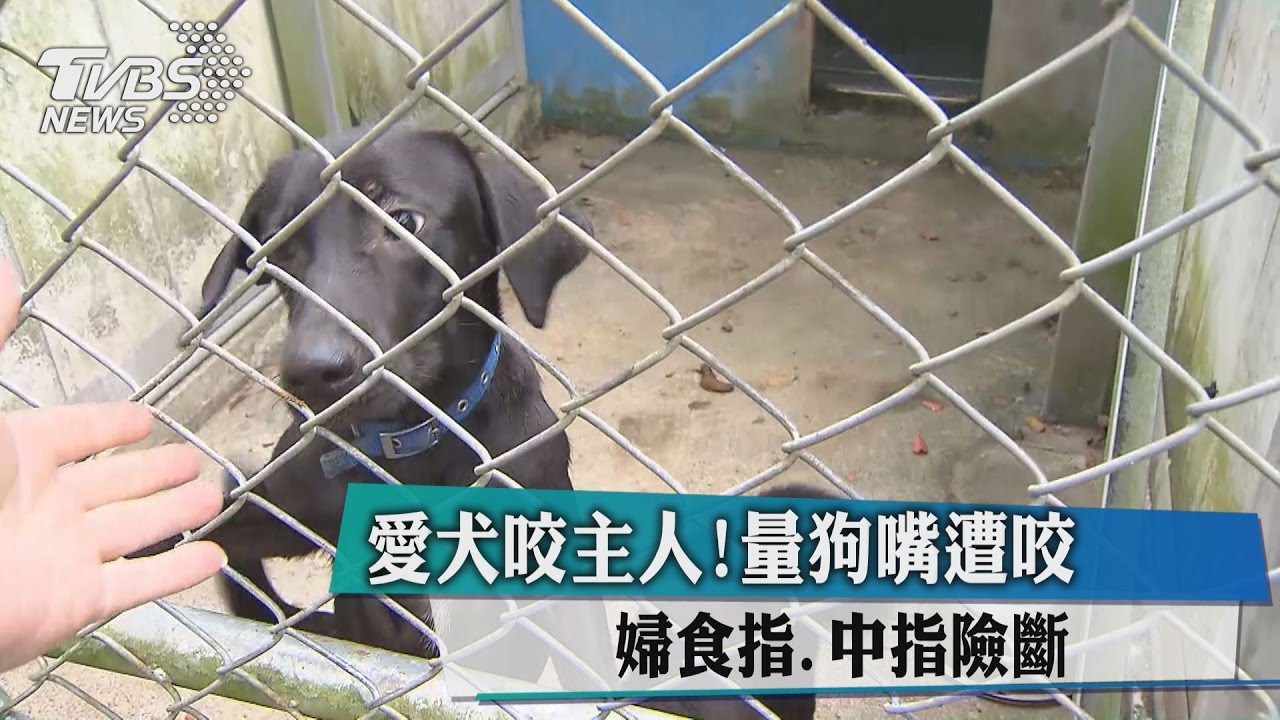 愛犬咬主人！量狗嘴遭咬　婦食指、中指險斷
