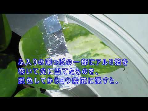 植物にアルミホイルを置く意味は何ですか？ 5 による答え  庭園