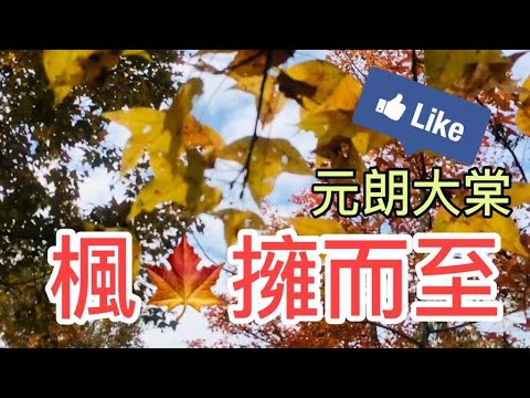 ［香港生活好去處Vlog4］元朗 | 大棠賞紅葉 | 全港最多紅葉的地方| 港鐵巴士K66免費轉乘| 香港郊遊 | 香港深度遊 | 打卡景點 | 假日好去處 | 情侶拍拖
