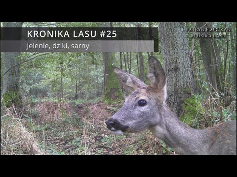 Kronika lasu #25 - końcówka rykowiska, dziki, sarny, jelenie (rykowisko 2023)