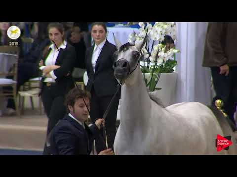 N.14 CANTARA AL SHAQAB - SEWC 2019 - 2 Years Old Fillies (Class 2)