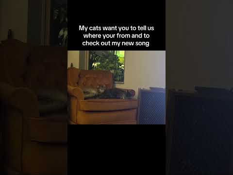 #catsoftiktok #chair #catsunbathing #chicago #xanthe