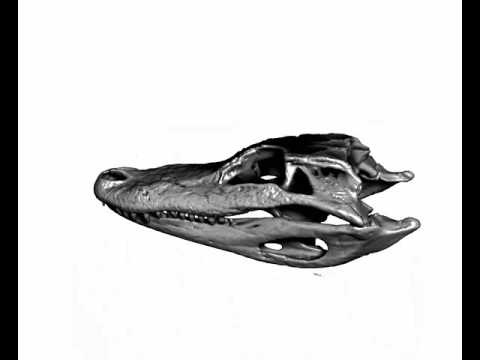 3D visualization of an alligator skull (courtesy of DigiMorph)