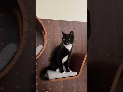 🤣Распаковка котов на полке | Зубарев #shorts