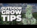 How To Grow Outdoor ️ 5 Tips To Grow Guerilla Grow On Backyard