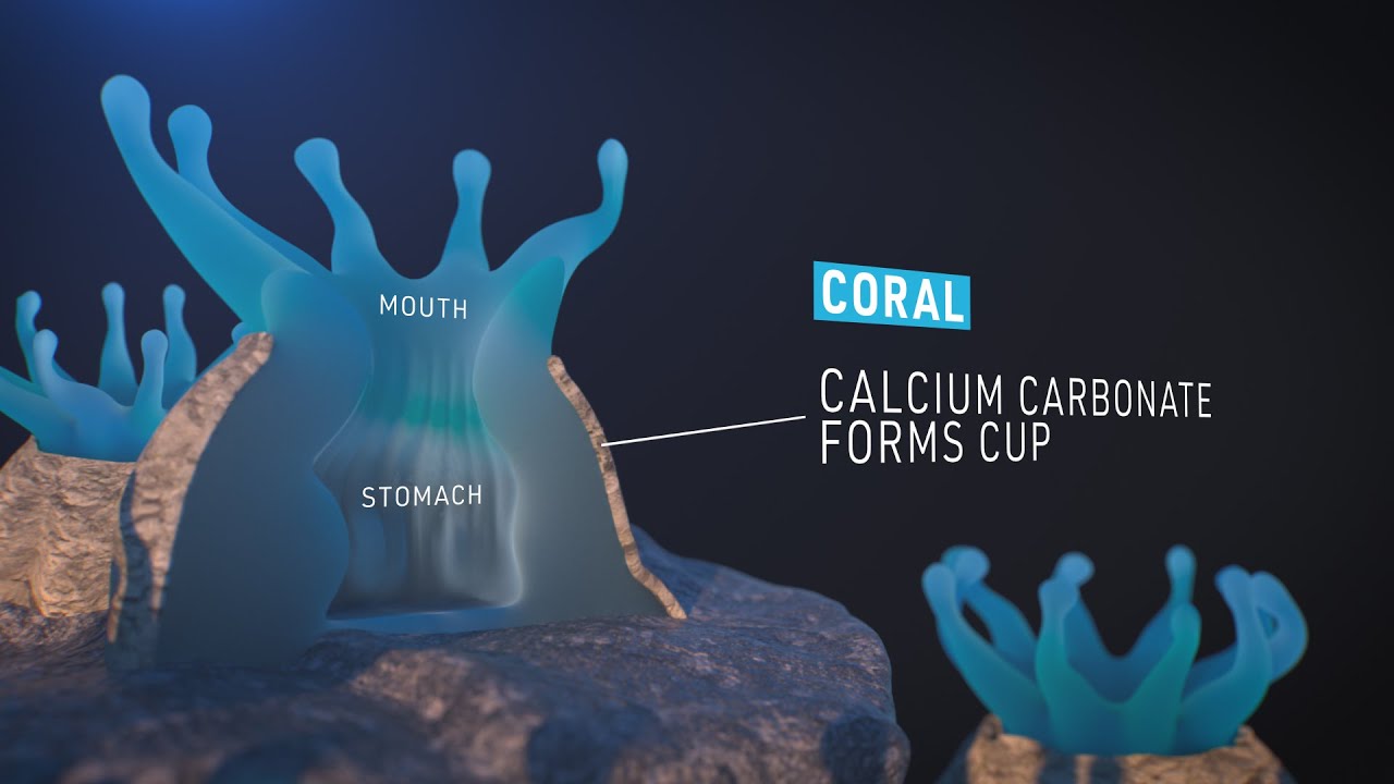 3D science animation - Coral and its reproduction