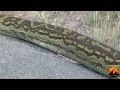 Enorme serpiente pitón bajo el capot de un auto