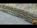 Enorme serpiente pitón bajo el capot de un auto