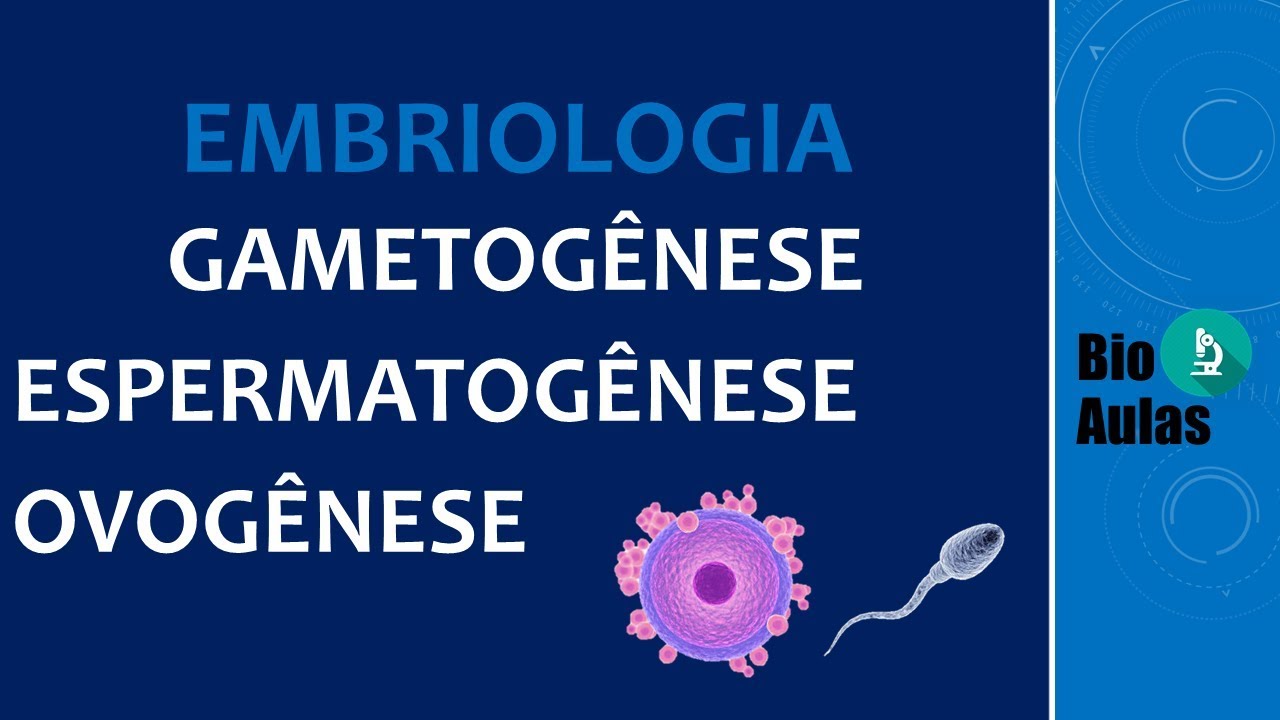 Gametogênese (Espermatogênese e Ovogênese) Embriologia Humana  - Bio Aulas