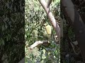 Kathal Ka Ped Dekha Hai Kise Ne Btao Kathalkathai Katahalkisabji Kathal Kathal