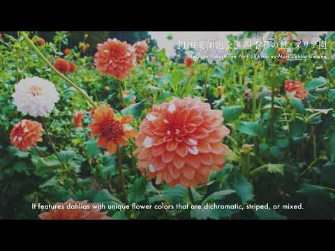 ダリアの咲く丘　～町田薬師池公園四季彩の杜プロモーションムービー～