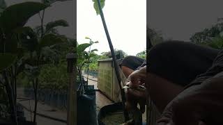 Download lagu cara okulasi cempedak -Azwardi Pembibitan mp3