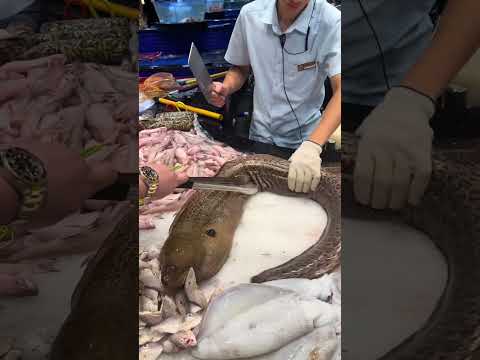 Moray Eels Attack Underwater Close Up 🐍🐠