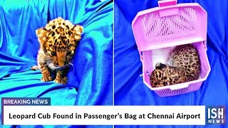 Leopard Cub Found in Passenger’s Bag at Chennai Airport