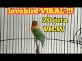 Suara burung Lovebird ini ampuh bikin labet apapun ikut bunyi,pancingan lovebird ngekek panjang