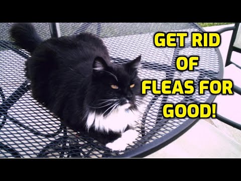Cat Flea Prevention And Treatment (The REAL Ways!)