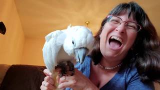 How To Cuddle, Kiss, And Squeeze An Onni Cockatoo and Sunny Bird
