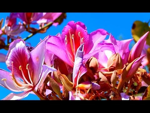 , title : 'Orchid Tree, Bauhinia variegata, La Costa, California'