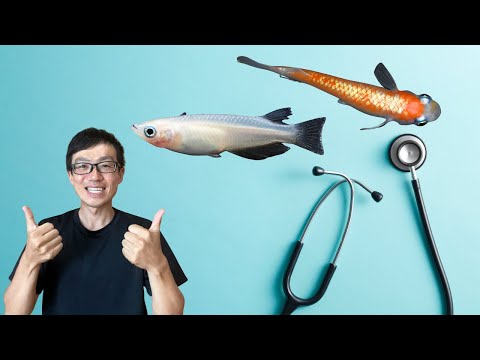 Medaka Fish Diseases and Treatments | How to Spot Early Signs of Trouble