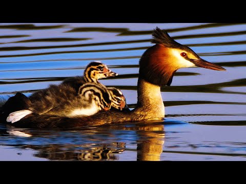 El somormujo lavanco (Podiceps cristatus)