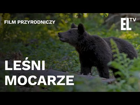 LEŚNI MOCARZE - film przyrodniczy produkcji Leśnego Studia Filmowego