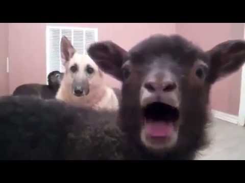 Screaming Goats vs. Fainting Goats