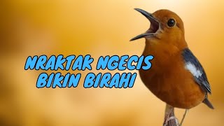 Download lagu SUARA KONSLET NRAKTAK NGECIS PENAIK BIRAHI ANIS MERAH LOYO mp3 Download lagu SUARA KONSLET NRAKTAK NGECIS PENAIK BIRAHI ANIS MERAH LOYO mp3