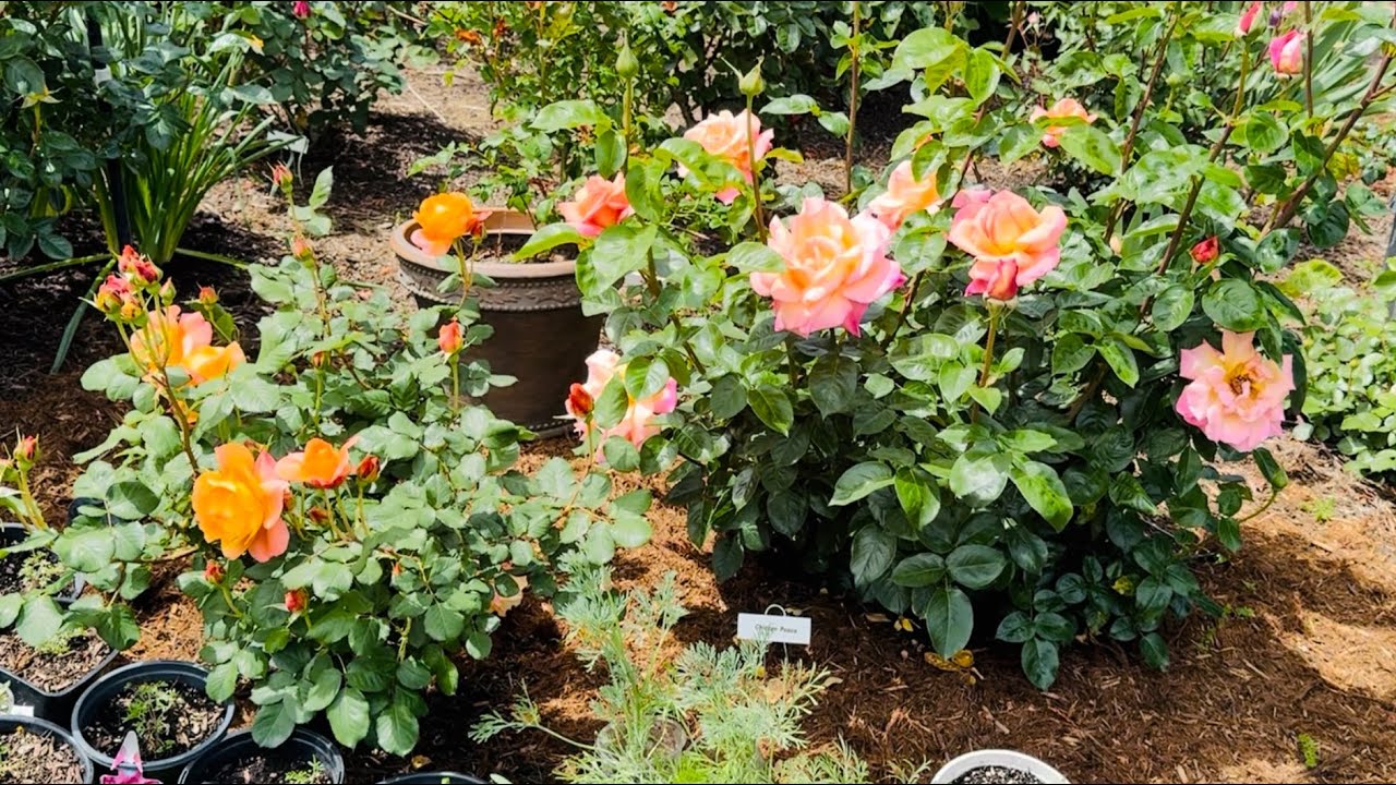 Outrageous and Chicago Peace Roses Spring 2024