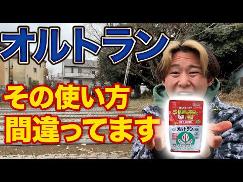 灰色のキャベツのアブラムシは有害ですか?すぐに駆除できますか?  庭園