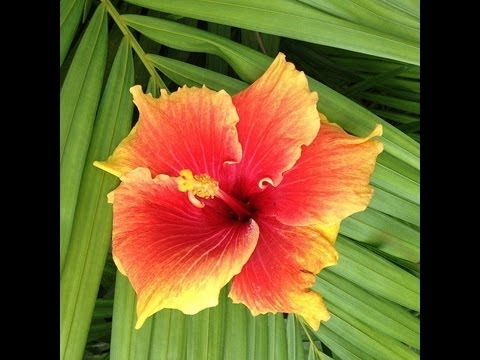 Fijianan Gospel; Nomuni Serau..Dokidoki(vol 6)