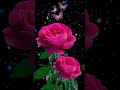 Beautiful Flowers Beautful Rose Flowers Love Coffee Cute Like Viral Music Foryou Shorts