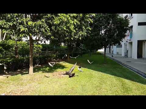 Birds of prey in slo mo