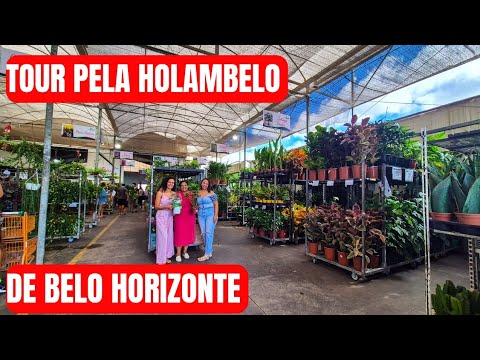 TOUR OF THE HOLAMBELO BH FLORIST: FERNS, TULIPS, ORCHIDS AND MANY PLANTS OF THE MOMENT