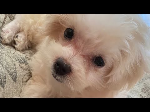 Levando meu pet pela primeira vez ao veterinário