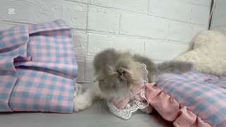 フォールデックスの動画01