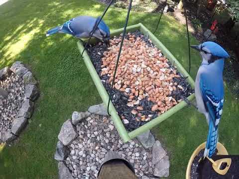 Blue Jays love Peanuts