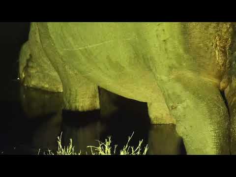 Djuma: Hippo with injured leg arrives(wound healing nicely) - 22:20 - 07/20/19