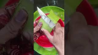 Download lagu How to make aloe vera gel at home100%pure and fresh mp3 Download lagu How to make aloe vera gel at home100%pure and fresh mp3
