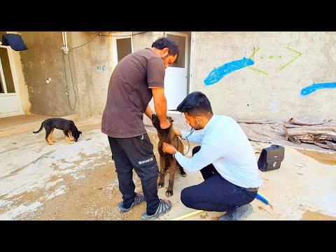 Unraveling Canine Health: Dr. Milad's Exploration of Dog Examination