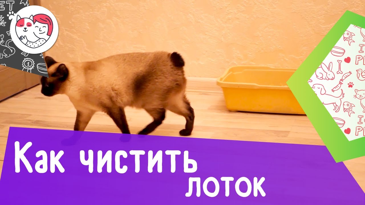 5 особенностей ухода за золотистым ретривером