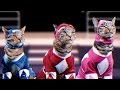 Mighty Morphin Meower Rangers Meowphin Time Episode 1