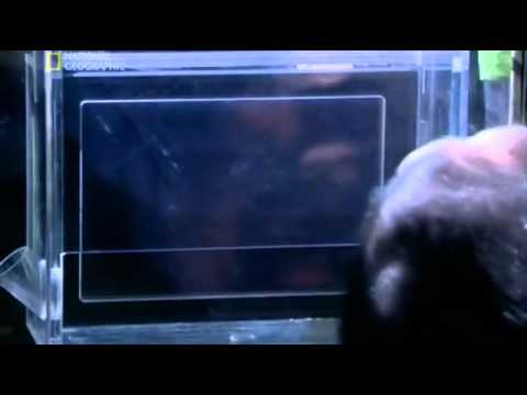 Gedächtnis von Affen ist besser als das Gedächtnis der Menschen