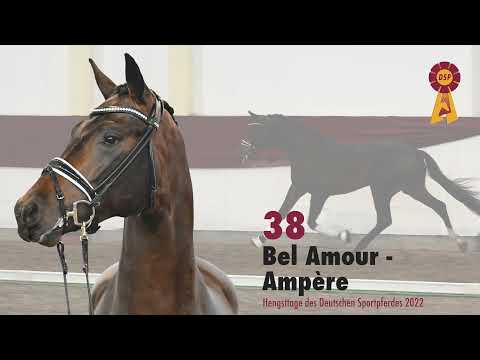 Lot 38: Hengst v. Bel Amour/ Ampere